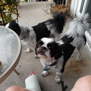 Pair of bonded black and white shih tzu dogs for adoption near philadelphia pa