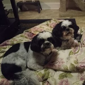 Pair of bonded black and white Shih Tzu dogs for adoption near Philadelphia PA