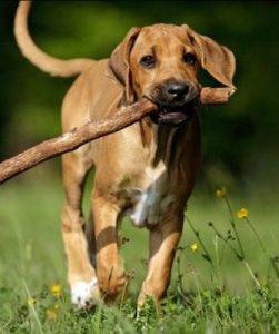 Cute mixed breed dog carries stick