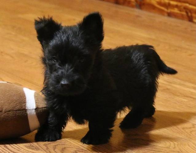 Cute scottish terrier photo 2