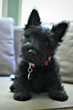 Cute scottish terrier puppy photo