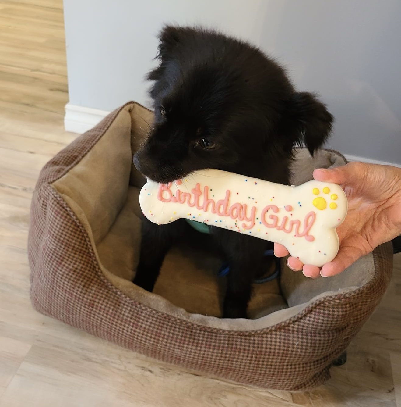 Amazing Pomeranian Mix Dog For Adoption in Edmonton – Meet Tilly