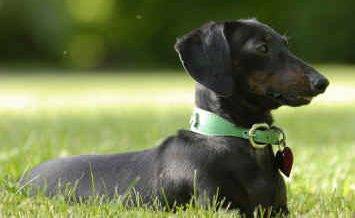Dachshund Dog Breed Picture