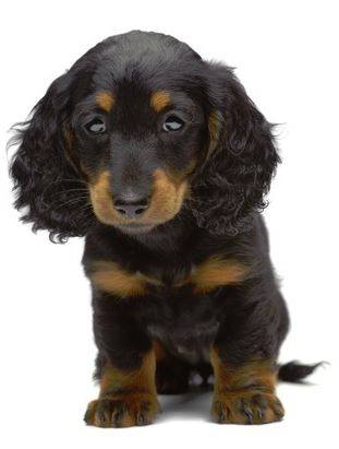 Dachshund dog breed picture
