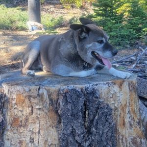 Obedience trained alaskan malamute mix dog for adoption in bend or – supplies included – adopt dale