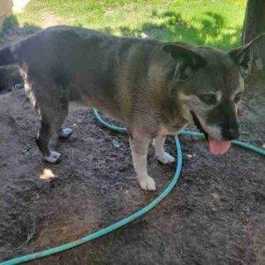 Pit bull malamute mix for adoption bakersfield ca adopt dale