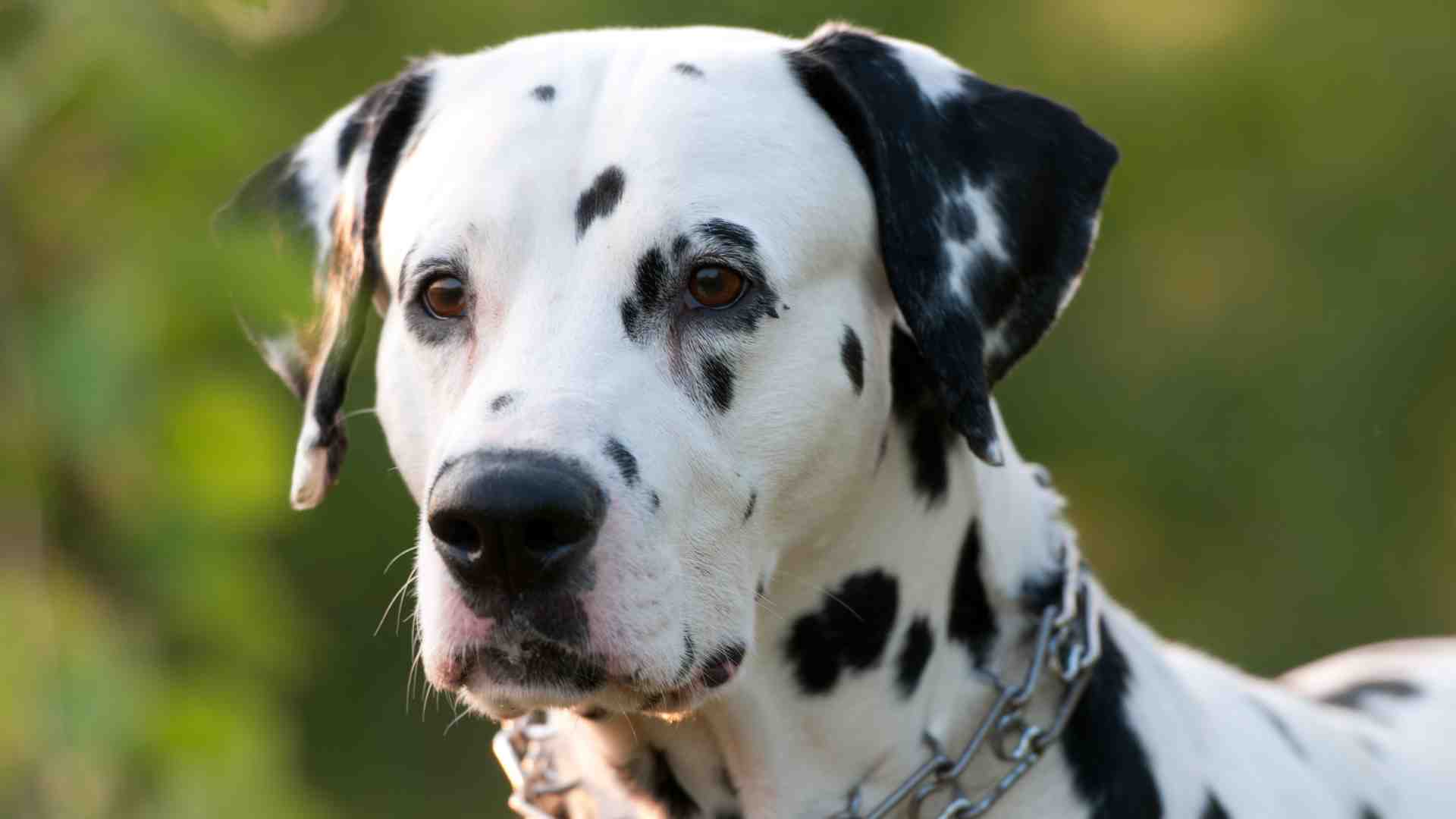 Dalmatian dog for adoption
