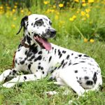 Luna the dalmatian found a loving home in austin texas through our rehoming service.