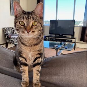Dax Brown Tabby Cat Adoption Edmonton AB