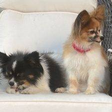 Bonded Papillons For Adoption In Los Angeles CA Adopt D'jango And Camille