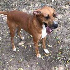 Dobby Great Dane Bloodhound Mix Dog Adoption San Antonio TX