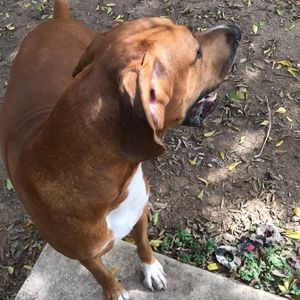 Dobby great dane bloodhound mix dog adoption san antonio tx