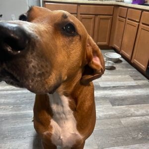 Dobby great dane bloodhound mix dog adoption san antonio tx