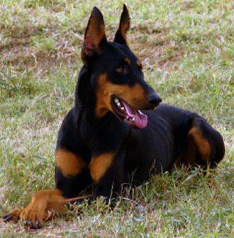 Doberman Pinschers For Adoption Near You - Rehome or Adopt a Doberman ...