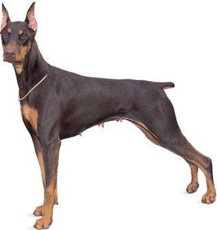 Photo of a Doberman Pinscher dog