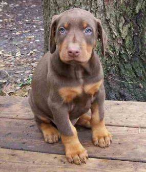 Doberman Pinscher Puppy