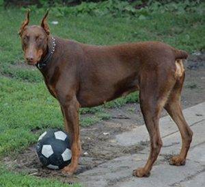 Photo of a Rust Doberman Pinscher with Ball