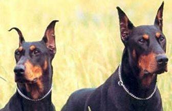 Find Doberman Pinscher dogs and puppies for adoption by owner throughout the USA and Canada on Pet Net. Doberman Pinscher adoption.