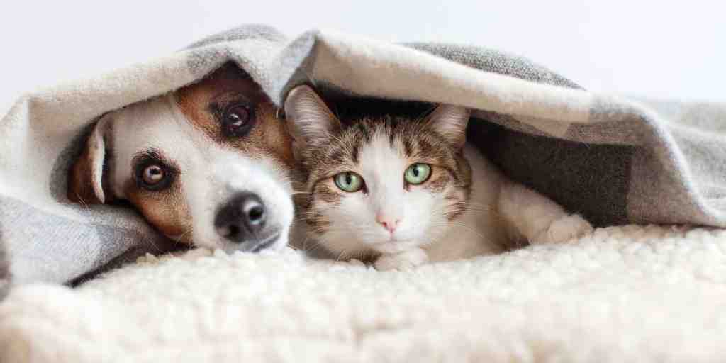 A dog and a cat peek out from under a blanket