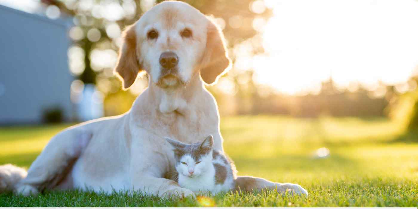 Photo of a dog and a kitten posed on a grassy area on a sunny morning.