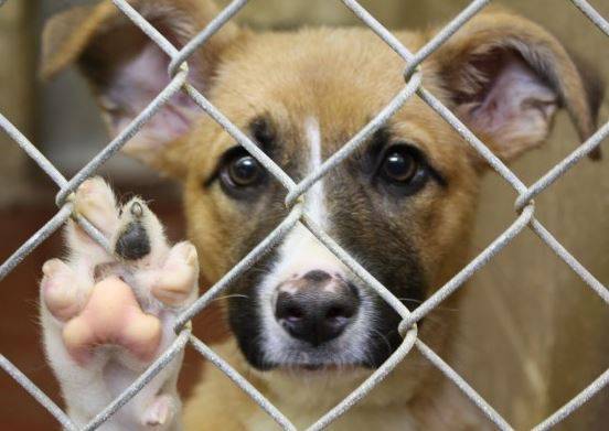 Dog Rehoming Services