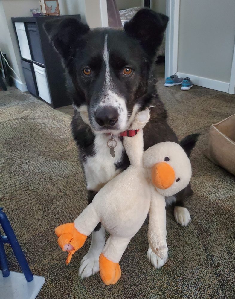 Duke playing with his favorite plush ducky toy