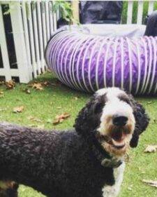 Sheepadoodle For Adoption In Springfield PA - Supplies Included - Adopt Dudley
