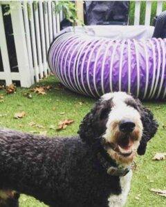 Sheepadoodle for adoption in springfield pa – supplies included – adopt dudley