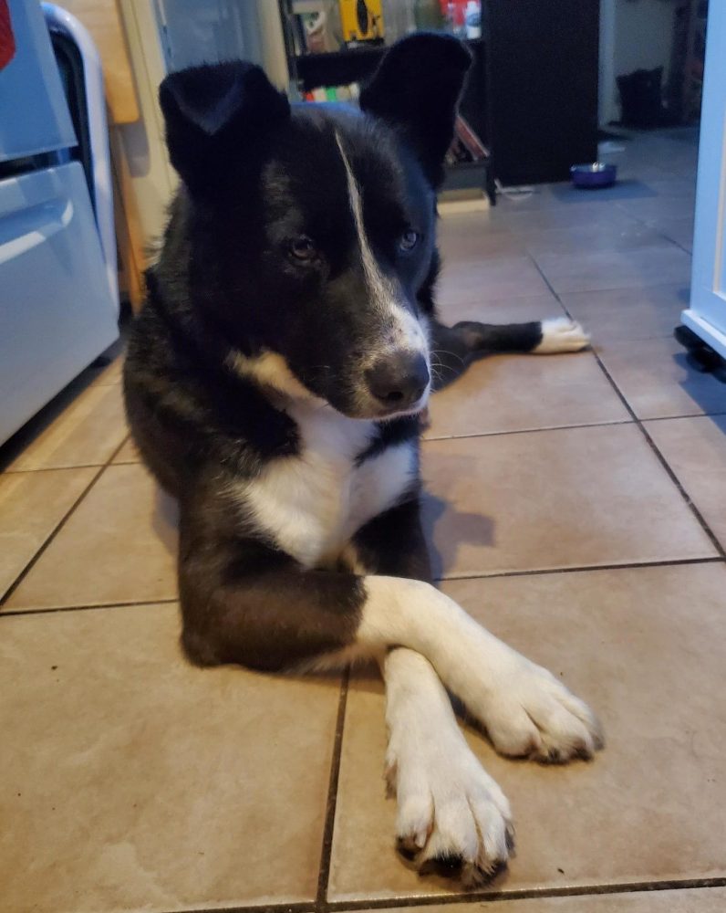 Sweet border husky dog sits cross legged on the floor.