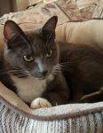 Grey Tuxedo Cat For Adoption In Portland Oregon