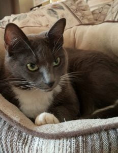 Rehomed – gorgeous grey tuxedo female cat in portland oregon
