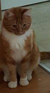 Tabo - orange tabby cat for adoption in portland oregon