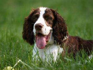 are springer spaniels affectionate