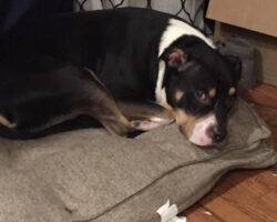 Exo rottweiler pitbull mix adoption bayonne nj (1)