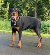 ADOPTED Handsome Rottweiler Doberman Pinscher Mix ADOPTED In Edmonton – MEET Ezel