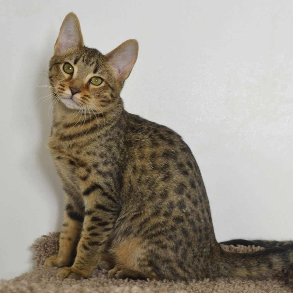 Tucker, a Savannah cat for adoption in Edmonton Sherwood Park Alberta, curled up and waiting for his new family.