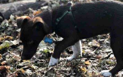 Los Angeles CA – Dachshund Mix Puppy For Private Adoption – Meet Precious Pico