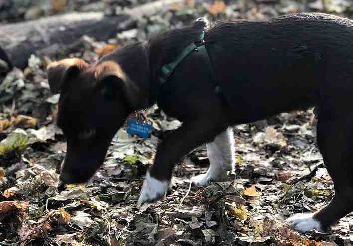 Los angeles ca – dachshund mix puppy for private adoption – meet precious pico