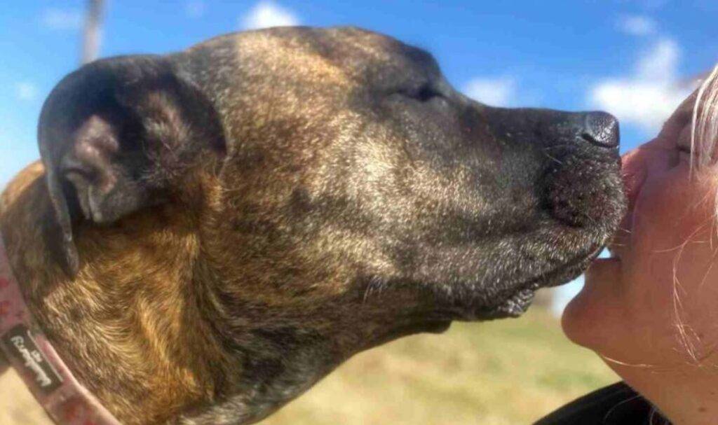 Featured image mr darcy bullmastiff for adoption calgary
