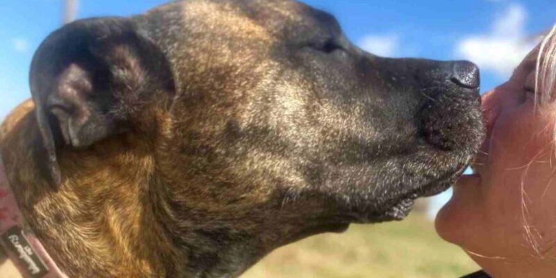 featured image mr darcy bullmastiff for adoption calgary