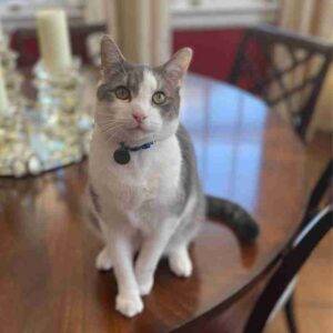 Handsome gray tabby cat for adoption in scarsdale ny - supplies included - adopt felix