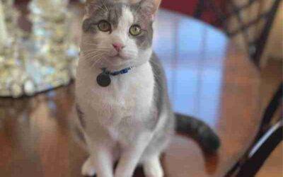 Handsome Gray Tuxedo Tabby Cat For Adoption in Scarsdale NY – Supplies Included – Adopt Felix