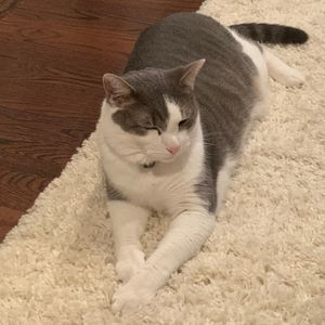 Handsome gray tabby cat for adoption in scarsdale ny - supplies included - adopt felix