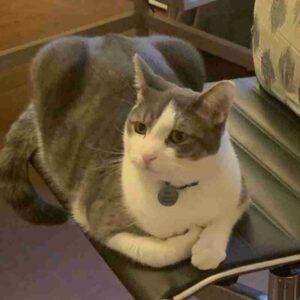 Handsome gray tuxedo tabby cat for adoption in scarsdale ny – supplies included – adopt felix