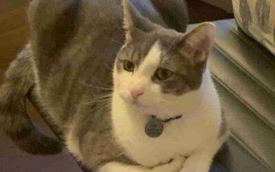 Handsome Gray Tabby Cat For Adoption in Scarsdale NY – Supplies Included – Adopt Felix