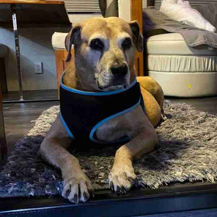 Sweet Senior Labrador Retriever Rhodesian Ridgeback Mix for Adoption in Tampa FL Supplies