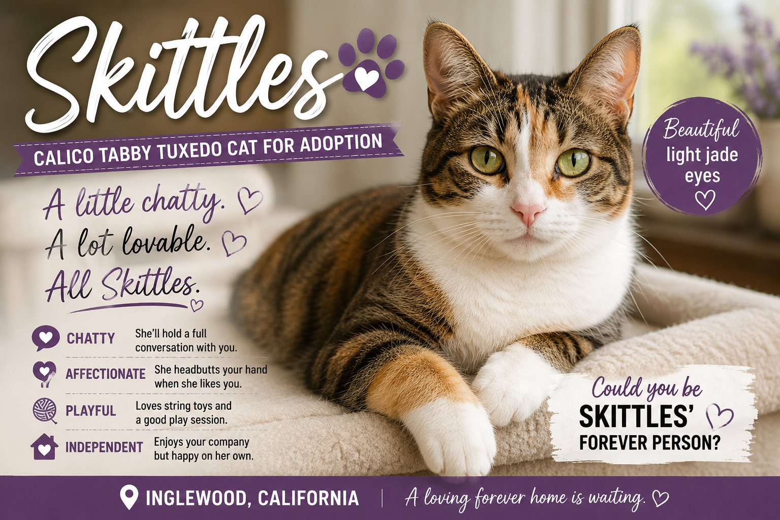 Photo Skittles, a Calico Tabby cat for adoption in Inglewood California near Los Angeles