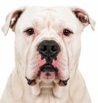 American bulldog