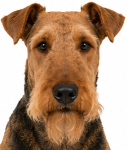 Airdale terrier