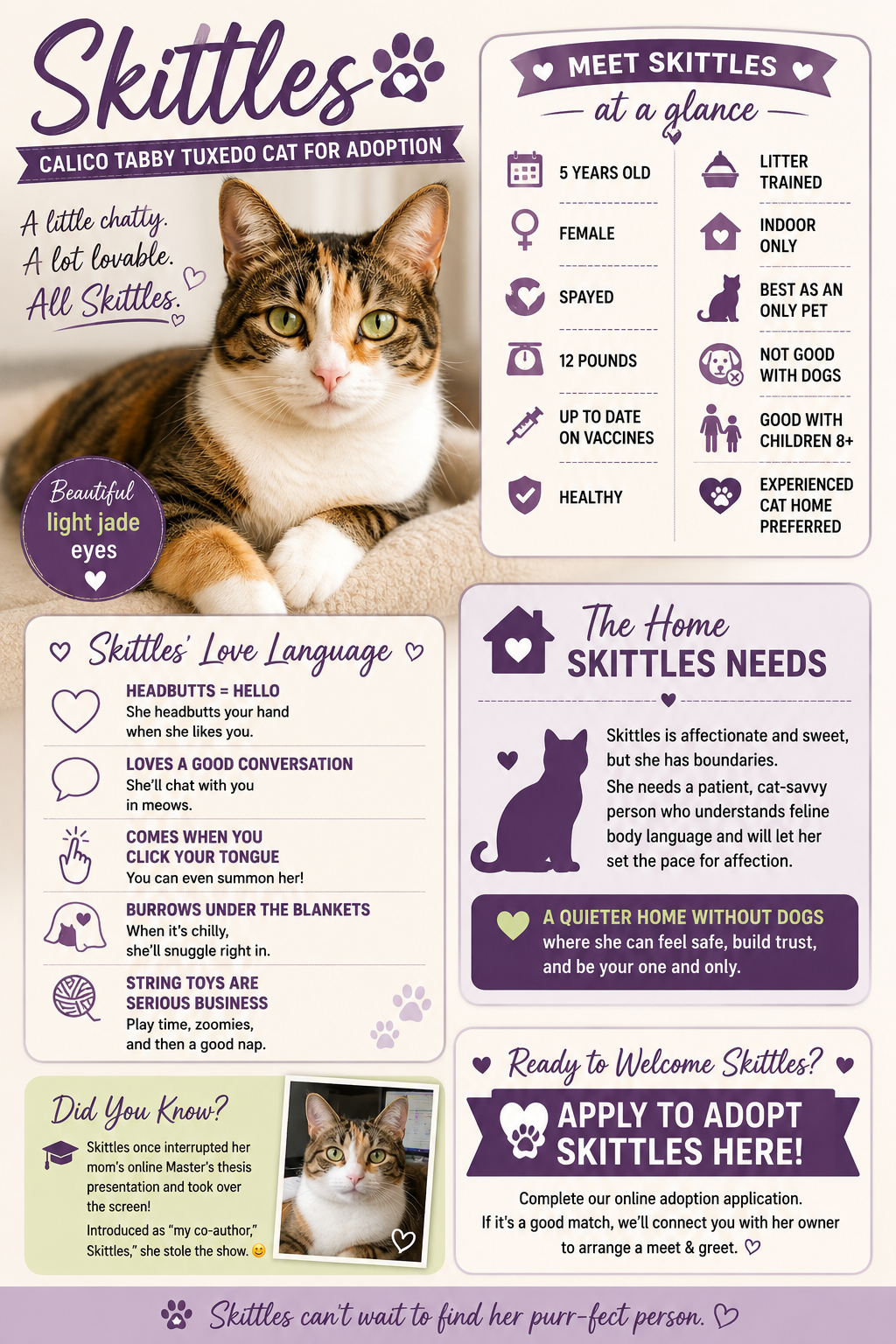 Photo Skittles cat adoption infographic - Domestic Shorthair for adoption in Inglewood California near Los Angeles